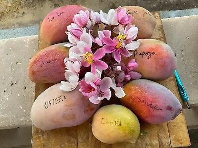 RAPOZA Grafted MANGO Tree 3Gal Pot Ready To Fruit Ship UPS Overnight • $139