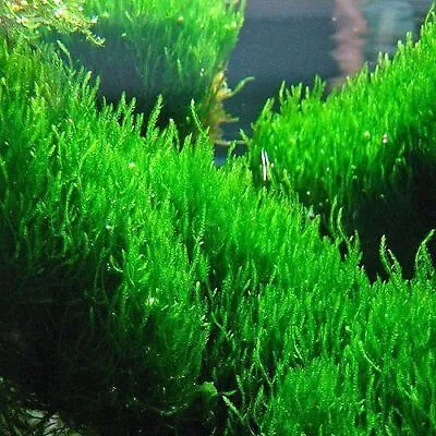 BUY 2 GET 1 FREE Flame Moss Taxiphyllum 'Flame' 2 Ounce Cup Live Aquarium Plants • $7.79