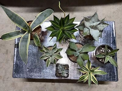 Agave Plant Pack Collectors Bundle • $80