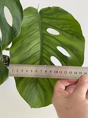 💚 COLLECTORS PLANT 💚 Rare XXL Fenestrated 23cm Monstera Dubia - Shingle Plant • $61