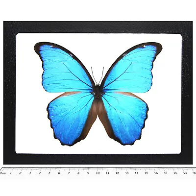 Morpho Didius REAL FRAMED BUTTERFLY BLUE PERU • $48