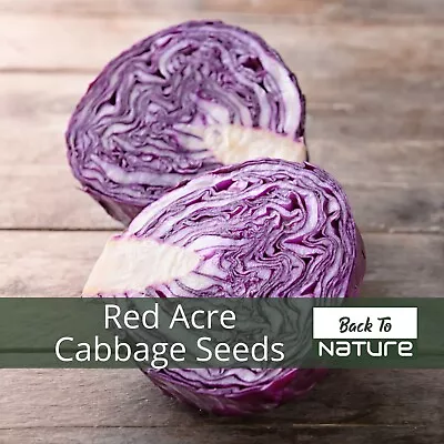 Red Acre Cabbage - Seeds - Organic - Non Gmo - Heirloom Seeds – Vegetable Seeds  • $2.49