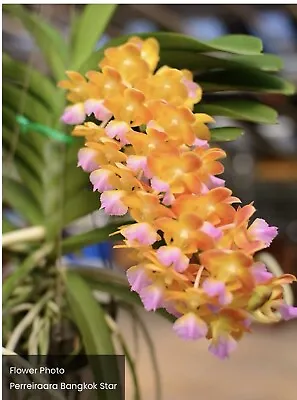 Vanda Bangkok Star BS Fragrant Orchid • $38