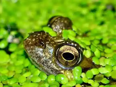 Duckweed X1000+ Floating Live Plant For Aquarium Tank & Garden Pond • £4.25