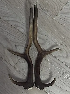 PAIR OF FALLOW DEER ANTLERS 463g.   Aprox. 38.5/41cm. • £30