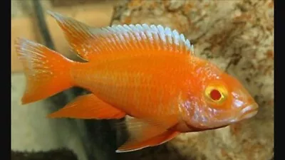 Albino Peacock Cichlid (Aulonocara Sp.)- Live Freshwater Fish African Cichlid • $30