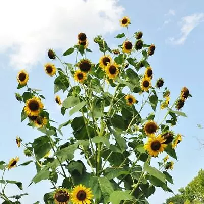 Sunflower SKYSCRAPER 144” TALL Edible HEIRLOOM HUGE FLOWERS! Non-GMO 25 Seeds! • $4.48