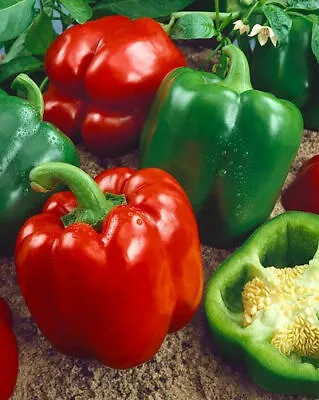 Yolo Wonder 10 Sweet Pepper Seeds By CHILLIESontheWEB • £1.99