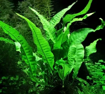BUY 2 GET 1 FREE Java Fern Live Aquarium Plants Bare Root  • $5.99