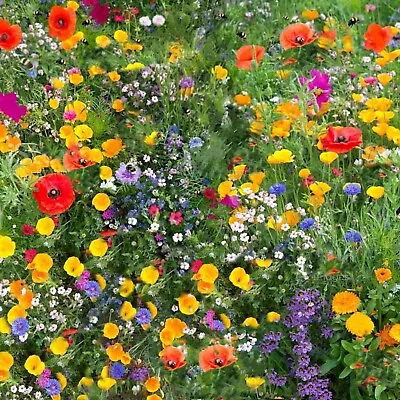 100%Wildflower Seeds Wild Flowers Garden Bee Scented Meadow Mix Seed Flower Pack • £60