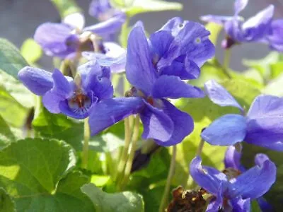 Lilac Sweet Violet - Viola Odorata 'Konigin Charlotte' - 20 Seeds - Scented • £1.59