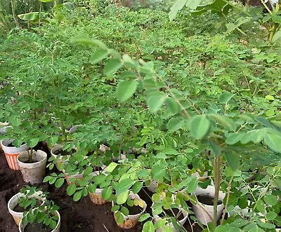 12 + Grown Moringa Oleifera Plant Mature Edible Leaves Tree Potted + 10 Seeds • $18.95