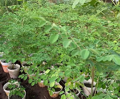 15 + Grown Moringa Oleifera Plant Mature Edible Leaves Tree Potted + 10 Seeds • $12.95