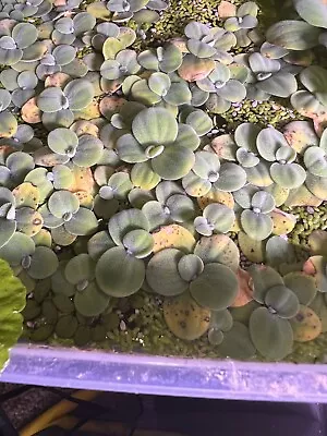 24 Juvenile Water Lettuce Floating Aquarium/pond Plants • $6
