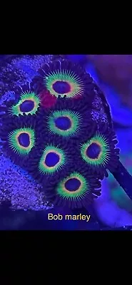 Zoanthid Zoa Coral Bob Marley • £12.99