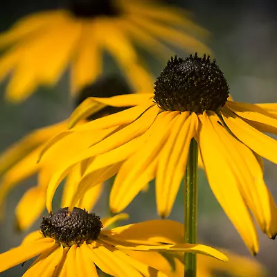 50 SEEDS RUDBECKIA RUBECKIA Black Eyed Susan Big Marmalade Daisy Echinacea • £4.99