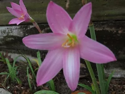 Rain Lily Habranthus Robustus 'Ted Doremus' 1 Bulb NEW RARE Zephyranthes • $18