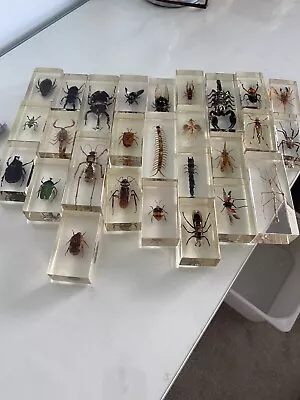 £23 • Buy Insects In Resin Collection