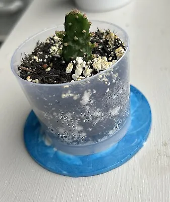 £3 • Buy Rooted Cactus Cutting