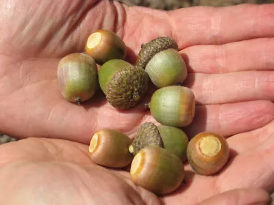 15 Northern Red Oak Seeds Acorns For Planting 2023 Harvest Quercus Rubra Tested • $6