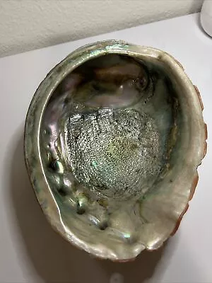 Large Natural Abalone Sea Shell Iridescent Mother Of Pearl Beach House Decor 9x7 • $9.99