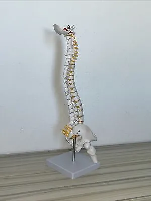 Spine Model 17    Spinal Cord Model With Vertebrae + Stand • $45
