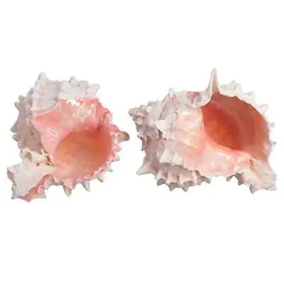 Hermit Crab Murex Shell | 2 Pink Murex Sea Shell | 3  -4  | Hermit Crab Home ... • $14.36