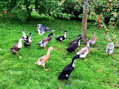 £25 • Buy 6 X Fertilised Fertile Indian Runner Duck Hatching Incubator Eggs Quick Delivery