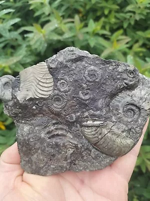 Harpoceras Dactylioceras Multi Ammonite Whitby Yorkshire  fossil • $62.11