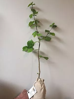 £18 • Buy Truffle Tree (Hazel Tree Inoculated With The Black Summer Or Burgundy Truffle)