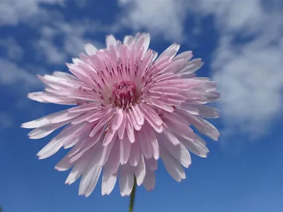 Pink Dandelion Red Hawksbeard Crepis Rubra Lovely Annual 200 Fresh Seeds • £2.25