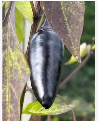 Hungarian Black - Midly Hot Heirloom Chilli Pepper Jalapeno Shaped  - 5 Seeds • £0.99