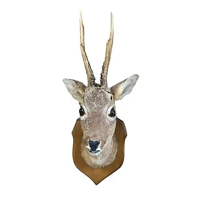 £99.99 • Buy Taxidermy Mounted Roe Deer Head With Antlers, French Vintage Roe Deer Head (B52)