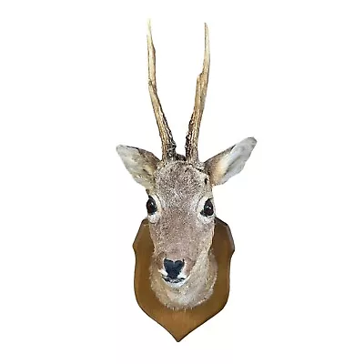 £99.99 • Buy Taxidermy Mounted Roe Deer Head With Antlers, French Vintage Roe Deer Head (B52)