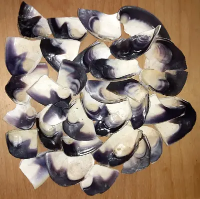 1 Pound Of Quahog/Wampum Shell  Pieces Superior Quality Great Color • $9.99