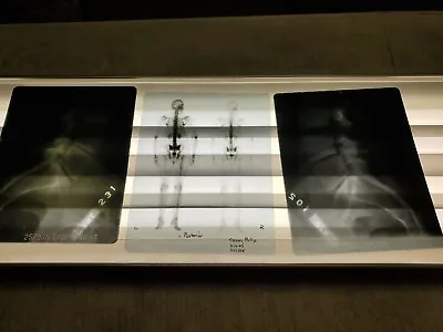 3 Used X-RAY Film Negatives Anatomy Spine Bones Halloween Movie Prop 8x10  • $40