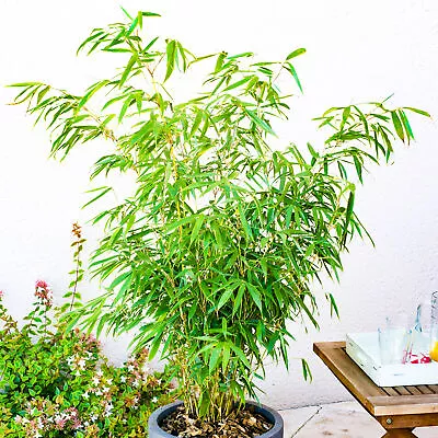 Fargesia Rufa - Dragon Head Bamboo | Hardy Evergreen Live Screen Plant 14cm Pot • £19.99