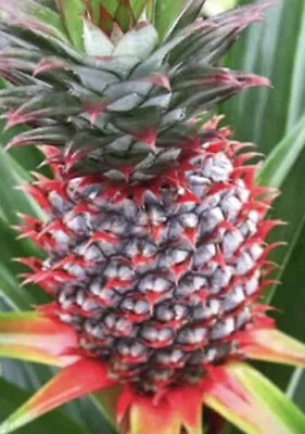 Florida Special Pineapple Plant - 1 Live Starter Plants - Ananas Comosus • $9.99