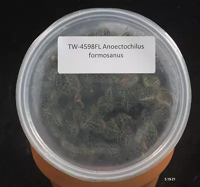 £76.91 • Buy FLASK Anoectochilus Formosanus (4N)