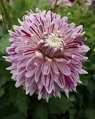 Dahlia 'Avignon' Tuber (Cactus-shaped Flowers) Free UK Postage • £14.50