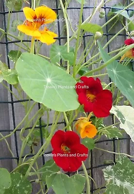 6 X Nasturtium Climbers Mix Mini Plug Plants Pics Of Mine • £6.99