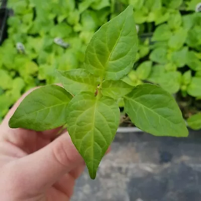 £3.25 • Buy Superhot, Chilli Plug Plants!!! Pick Your Own!! From Chillikings!!! Ready Now!!!