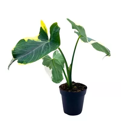 BubbleBlooms Alocasia Variegated Mickey Mouse Xanthosoma Variegata In A 4 Inch P • $34.99