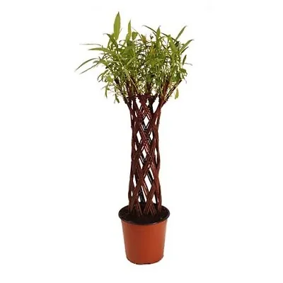 Willow Salix ‘Twister' | Woven Willow Tree | 40/45cm Tall | Garden Trees Patio • £35.99