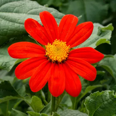 Mexican Sunflower (Tithonia) 50 Seeds Per Packet Non-GMO • $2.95