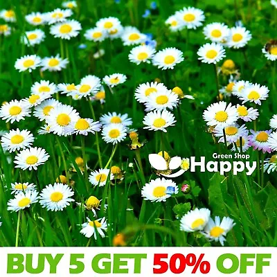 MEADOW ENGLISH DAISY WHITE 1000 SEEDS - Bellis Perennis - PERENNIAL WILD FLOWER • £2.99