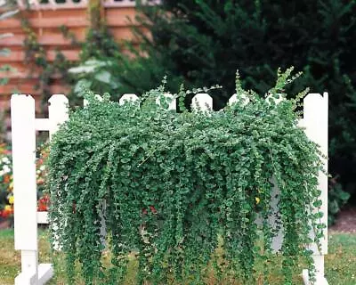 Mint Satureja Douglasii 'Indian Mint' Herb Garden Plug Plants Pack X6  • £5.95