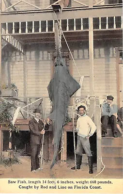 C.1910 Saw Fish Caught Off Coast Of FL Post Card • $18