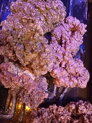 $13.99 • Buy Aquacultured Fiji Live Rock 1 Pound Robbie's Corals Walt Smith
