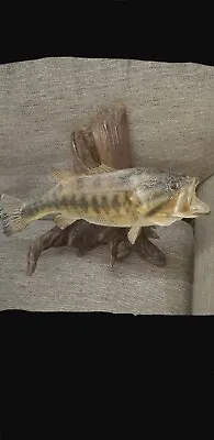 Largemouth Bass Taxidermy Vintage  • $95